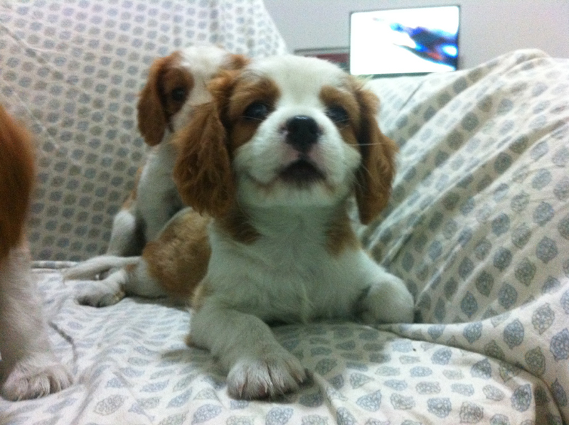 Filhotes de Cavalier King Charles Spaniel em São Paulo