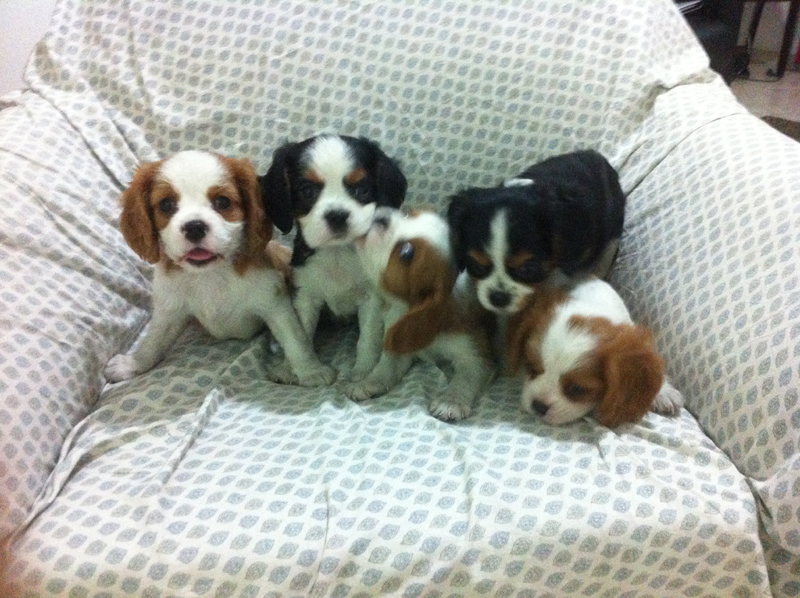 Cavalier King Charles Spaniel